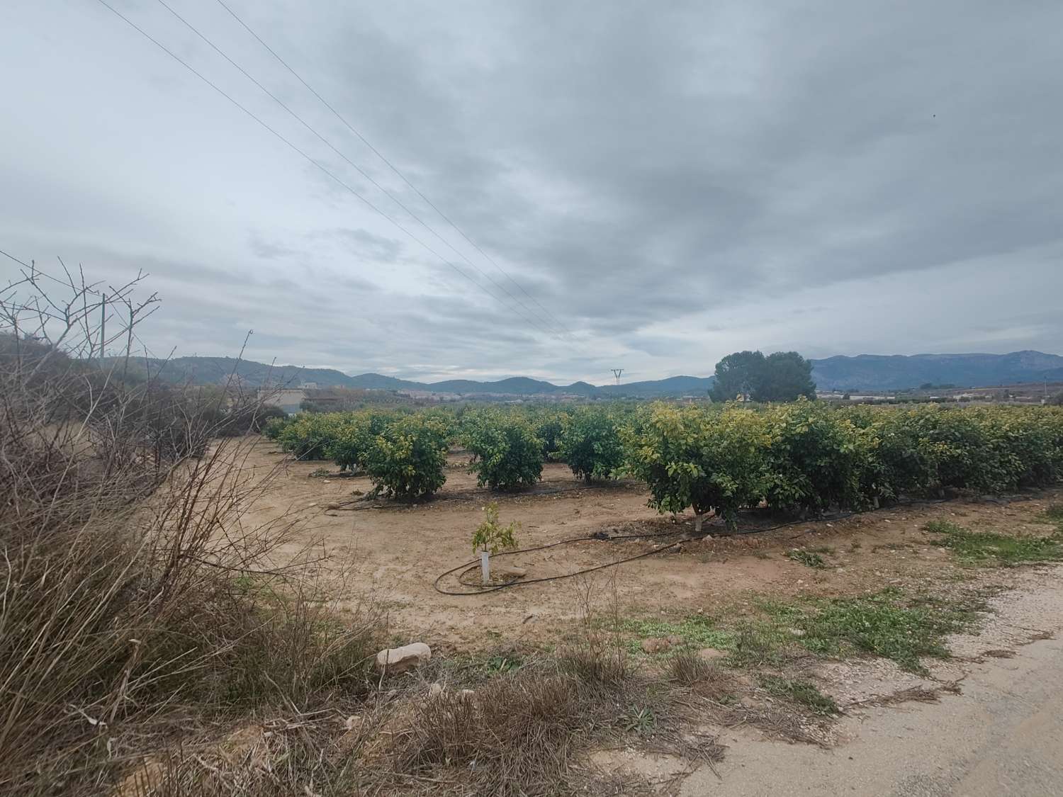 Parcela rústica con carácter edificable de 5.176 m² en la huerta de Pliego (Murcia)