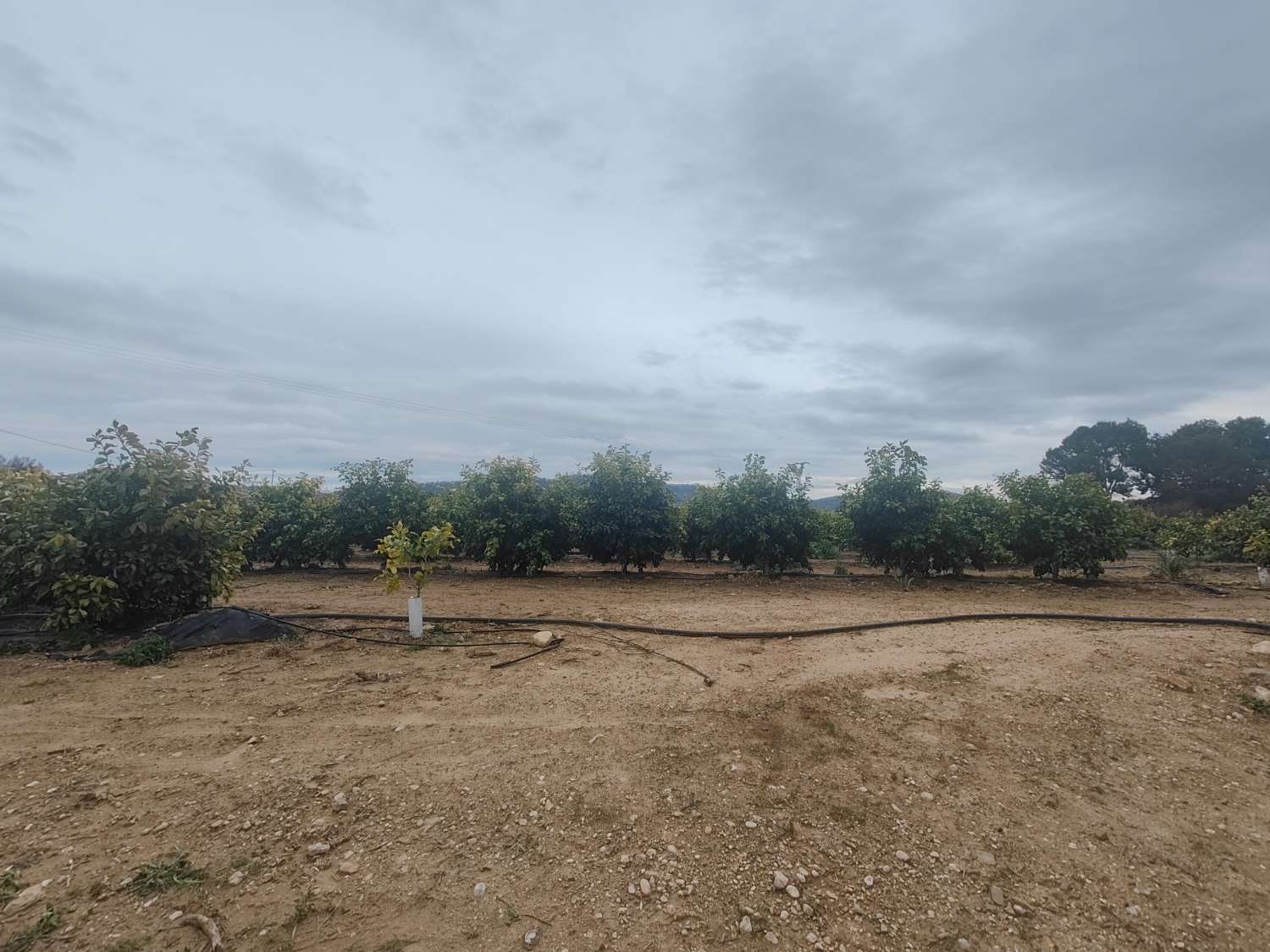 Parcela rústica con carácter edificable de 5.176 m² en la huerta de Pliego (Murcia)