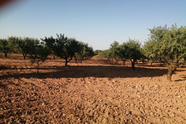 Parcela en venta en Mula