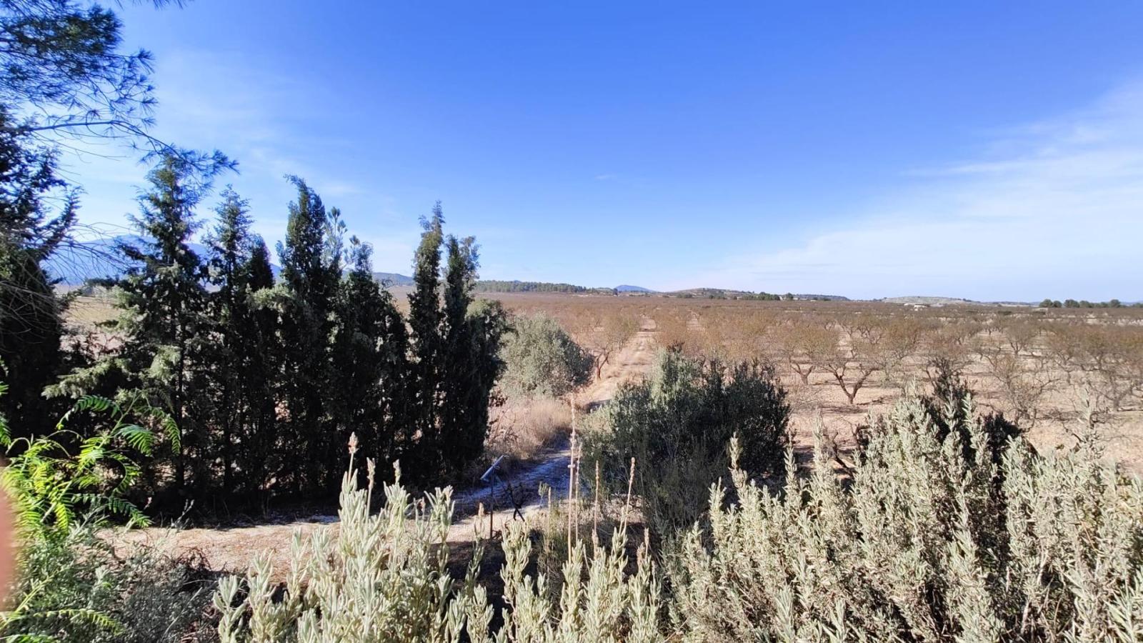 Casa de campo con terreno y plantación en Mula (zona Casas Nuevas)
