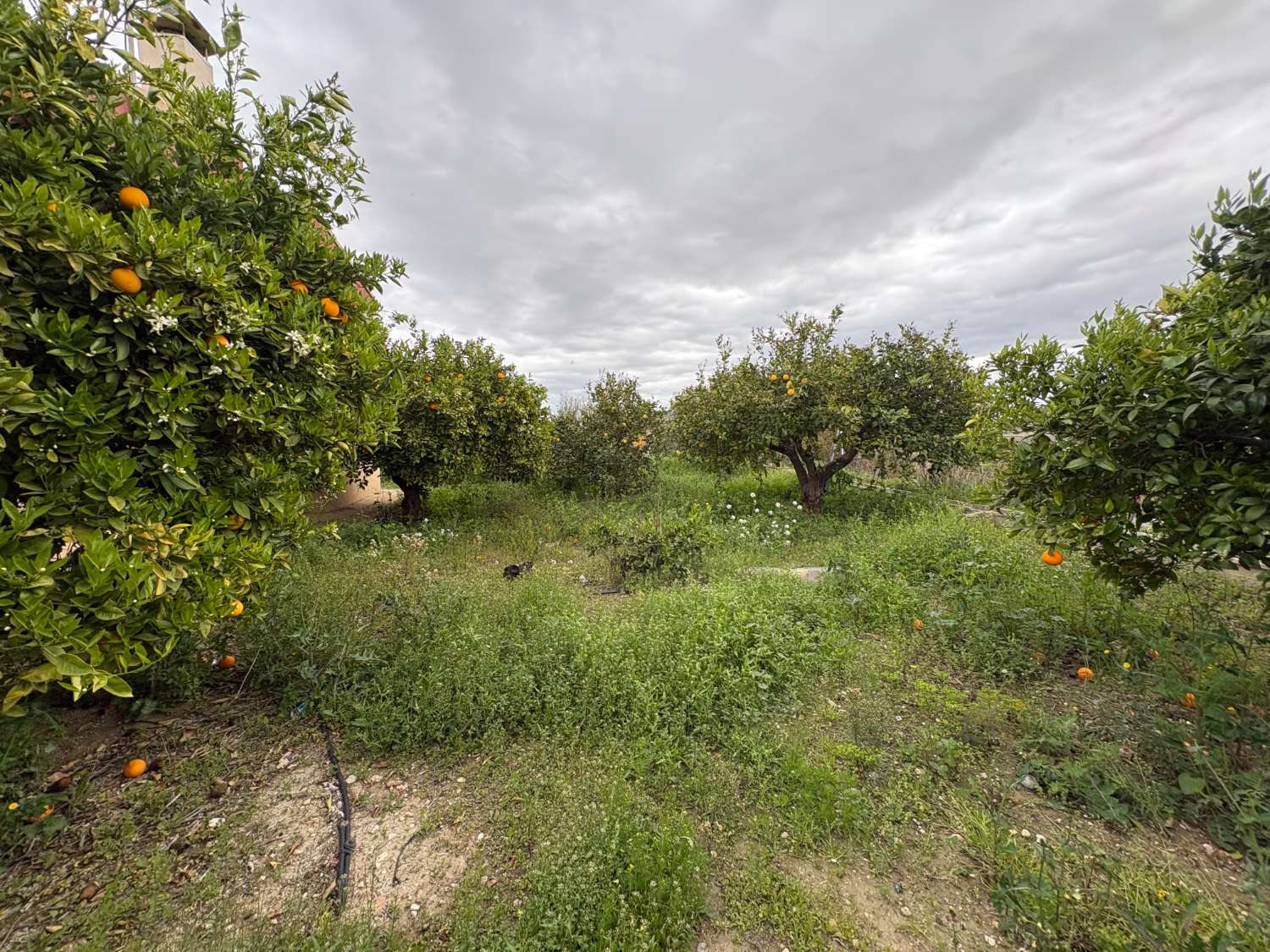 Chalet de 163 m² con parcela de 5.296 m² y cítricos en  Mula (Murcia)