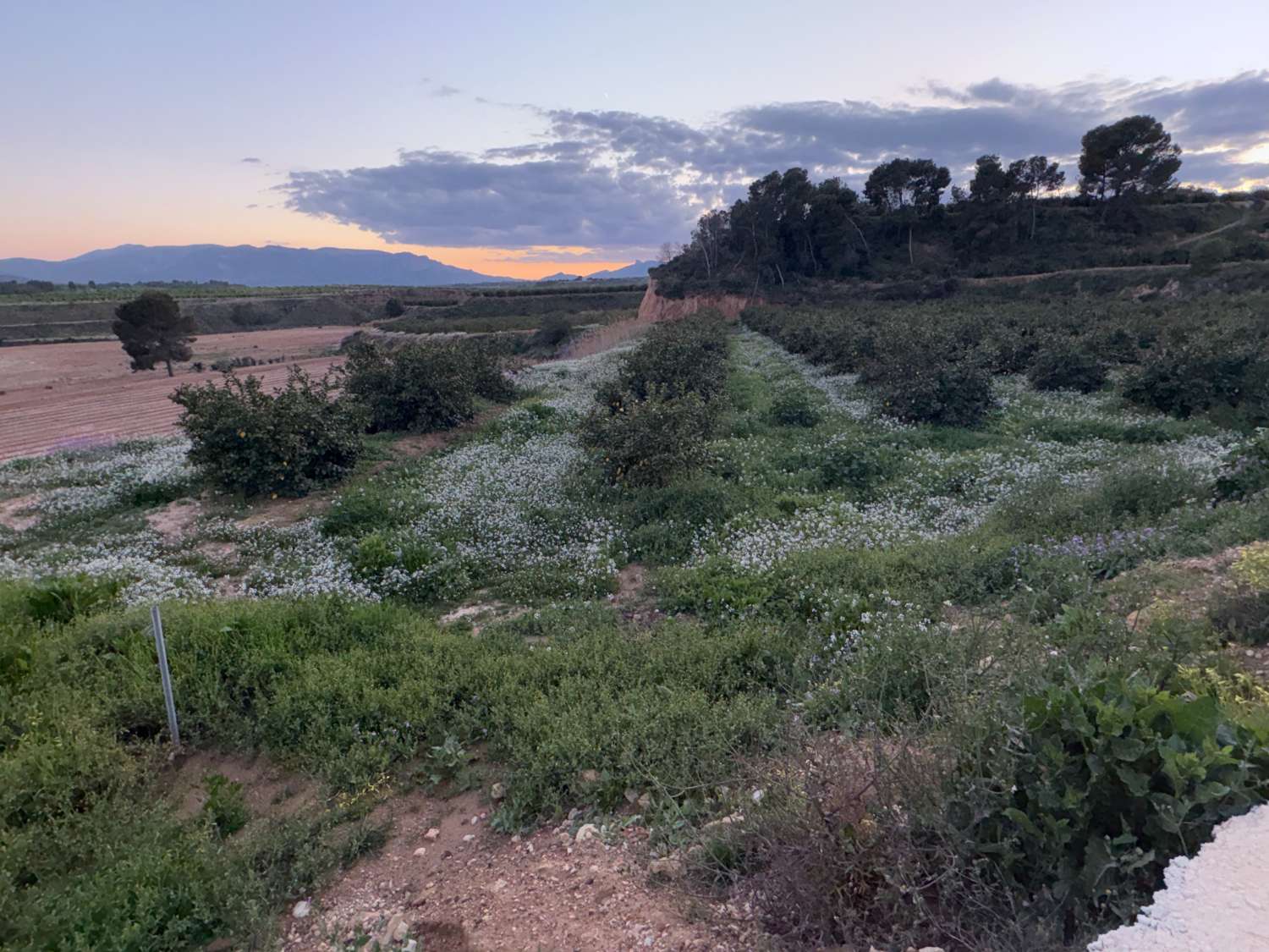 Rustykalna nieruchomość w La Carrasquilla, Mula (Murcia),