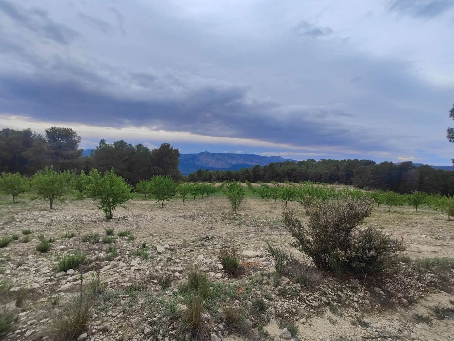 Działka budowlana o powierzchni 61 325 m² w miejscowości La Viga (Mula) z możliwością podłączenia wody i prądu