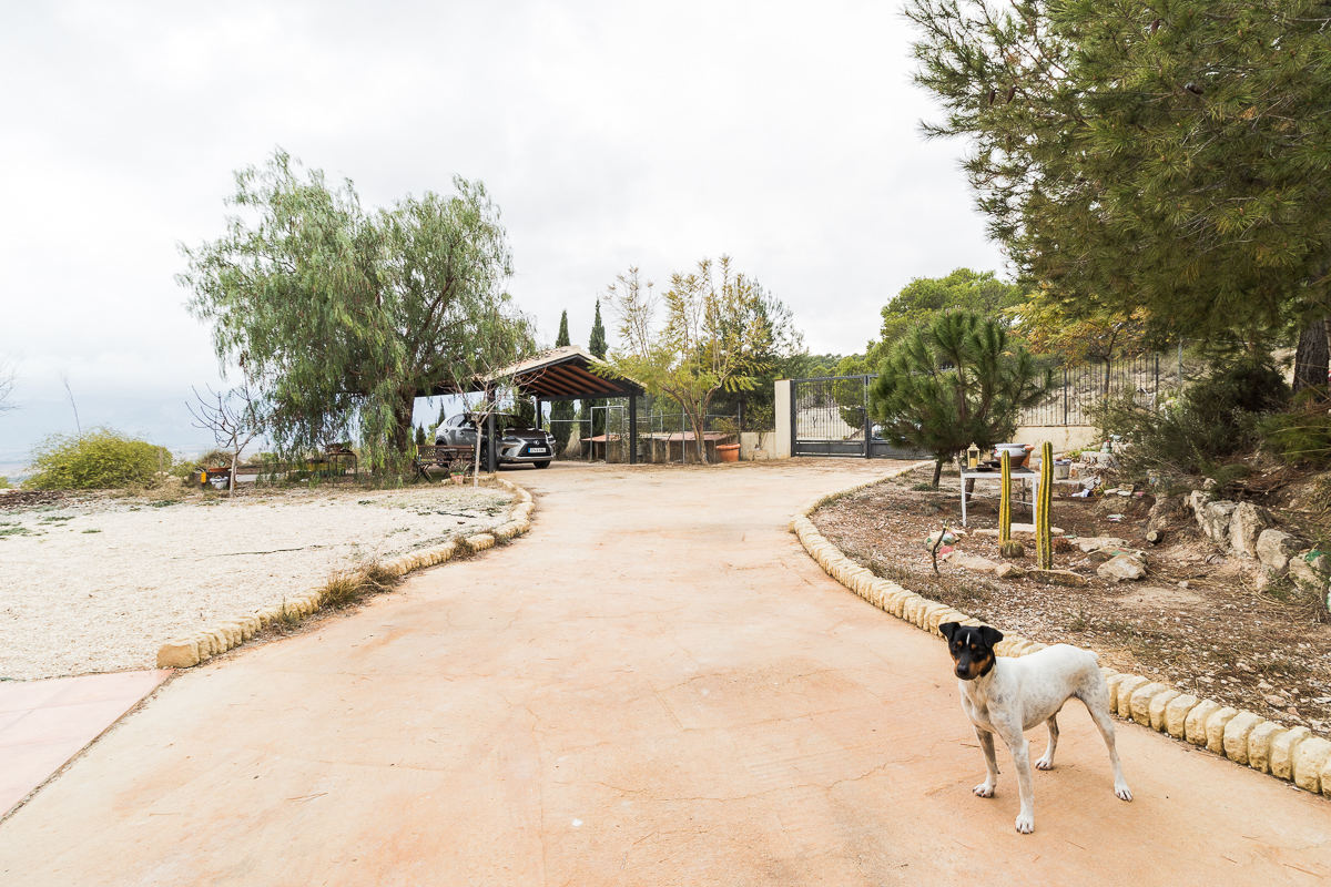 Casa de campo con piscina y 60 ha de almendro ecológico en Mula (a 4 min de Pliego)